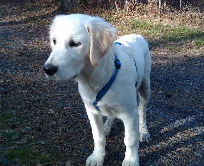Edan of caniland’s dream - Golden Retriever