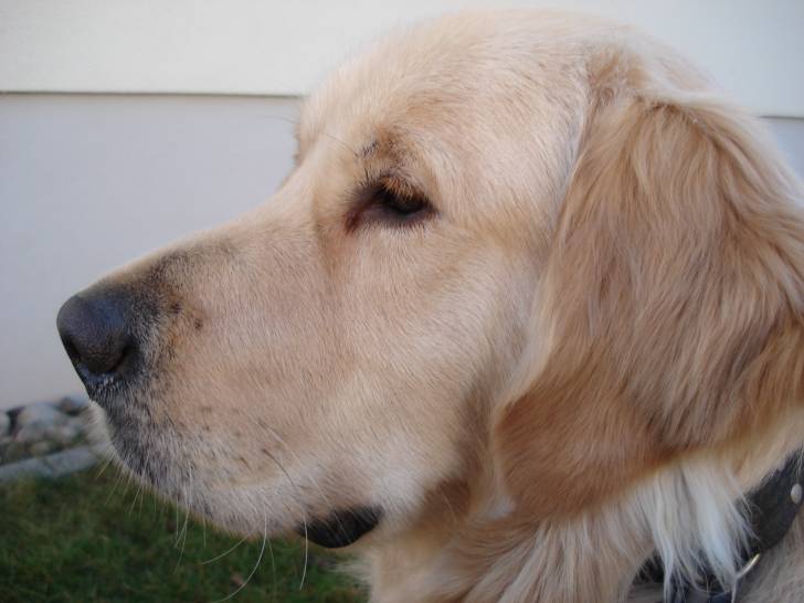 Etan des Roches du Mettey - Golden Retriever Mâle (1 an)