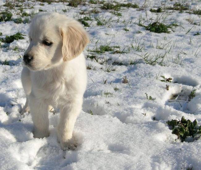 Edan dans la neige - Golden Retriever