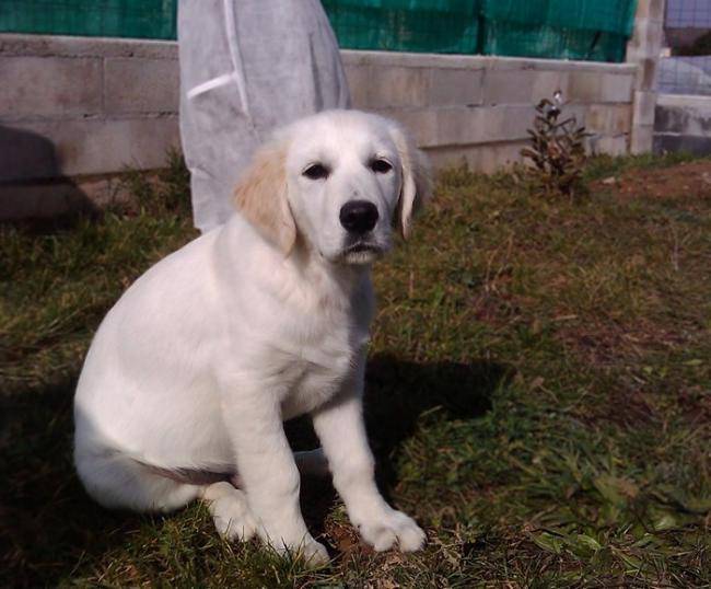 Edan chiot Golden retriever sable - Golden Retriever