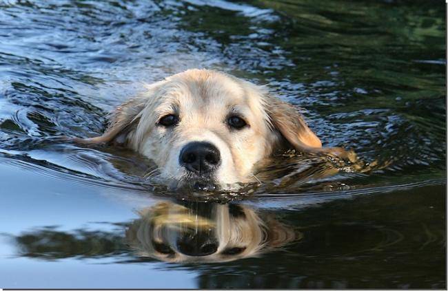 Golden Retriever : Fidji de La Rosière - Golden Retriever