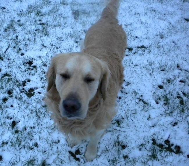 Dzeus, Goden Retriever, 3 ans - Golden Retriever (3 ans)