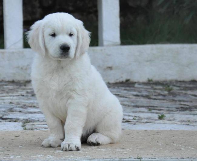 Guardian Angel of Deep dreamer's, dit Watson - Golden Retriever