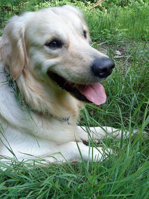Chester, beau mâle Golden Retriever - Golden Retriever