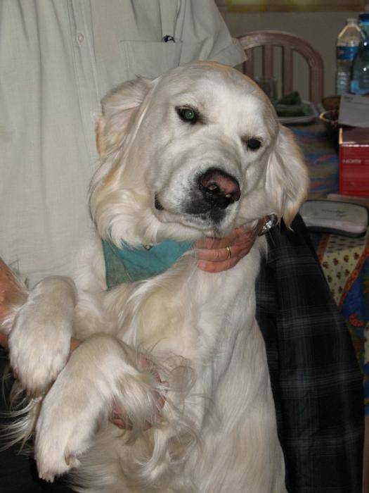 Watson Guardian Angel of Deep dreamer's - Golden Retriever