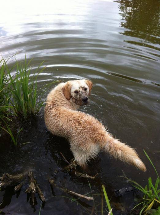 Goldy Duke du Domaine de Laye - Golden Retriever