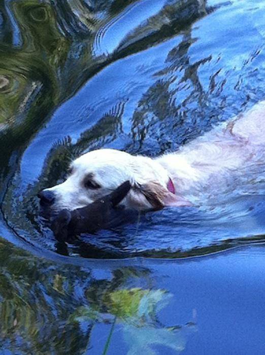 Goldy Duke rapporte une poule d'eau - Golden Retriever