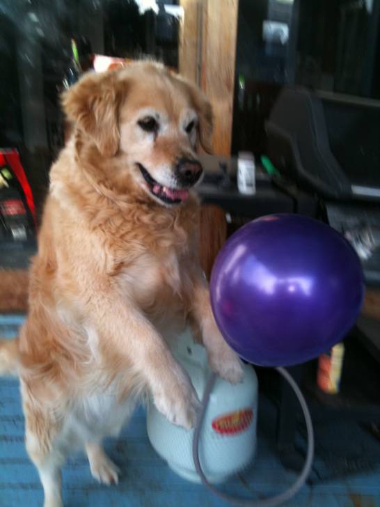 Golden - Golden Retriever (10 ans)