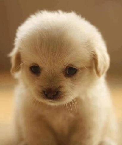Boubou - Golden Retriever Mâle (5 mois)