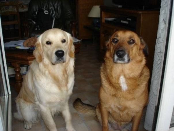 louni - Golden Retriever Mâle (6 ans)