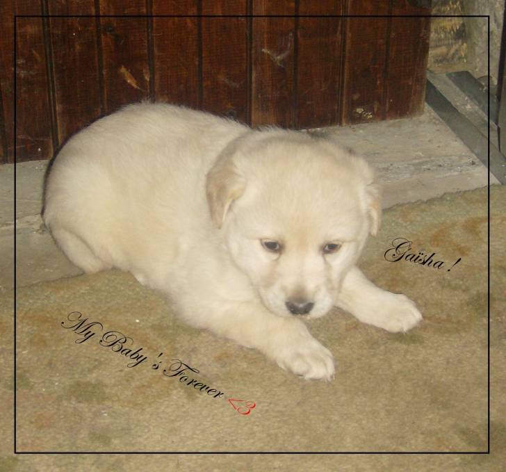 Gaïsha - Golden Retriever (1 mois)