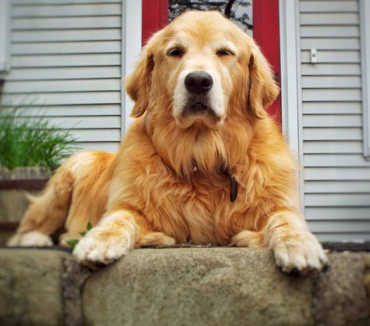 Golden retriever - Golden Retriever