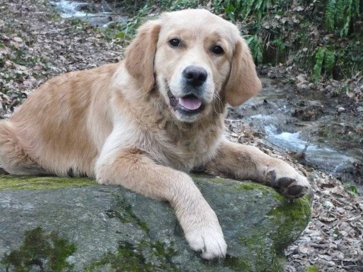 Enya - Golden Retriever (6 mois)