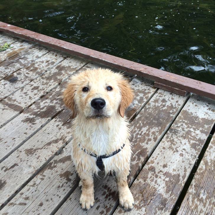 Zeppelin - Golden Retriever Mâle (3 mois)