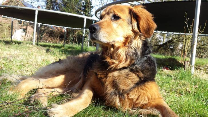 kairi - Golden Retriever (10 ans)