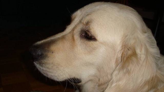 Dalton - Golden Retriever Mâle (3 ans)