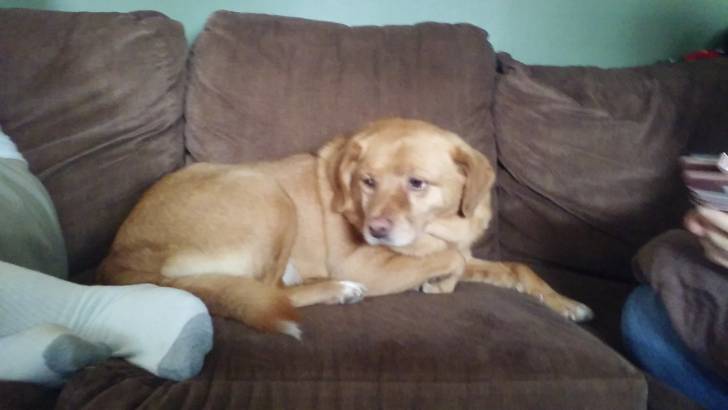 Petunia - Golden Retriever (5 ans)