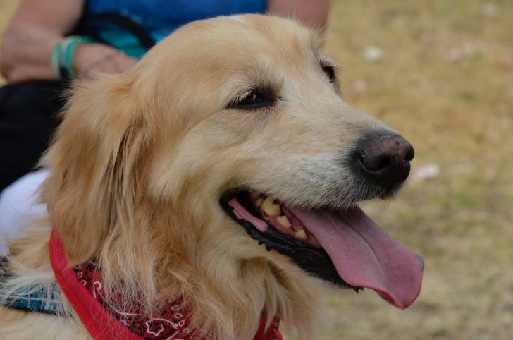 Photo Golden Retriever
