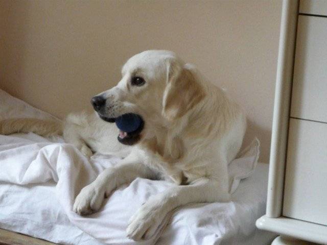 Eliot - Golden Retriever Mâle (2 mois)