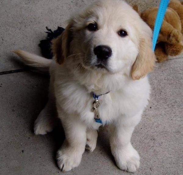 princesa - Golden Retriever (1 mois)