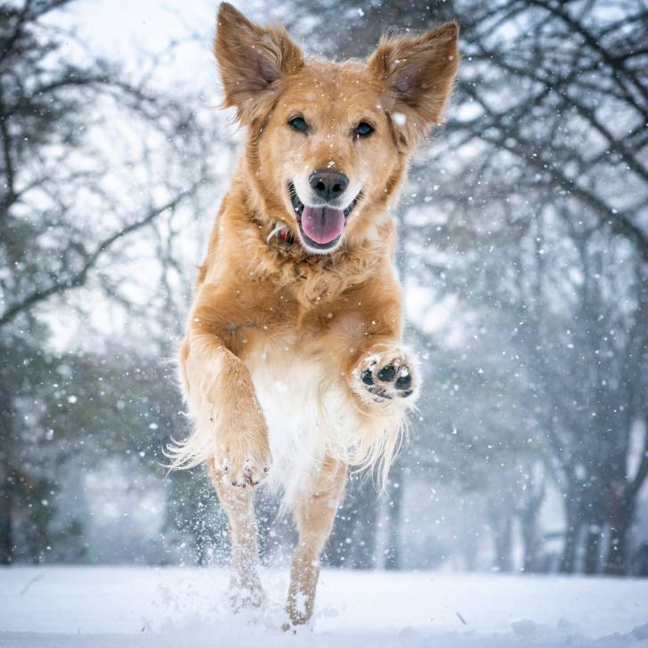 Photo Golden Retriever