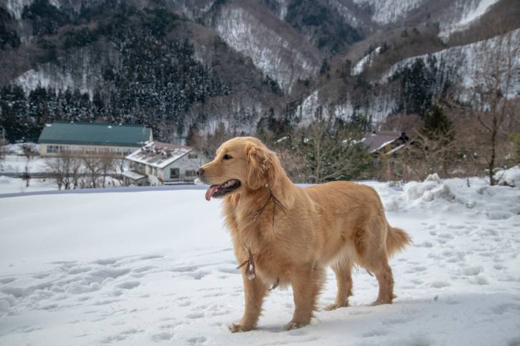 Un Golden Retriever debout dans la neige dans un village de montagne