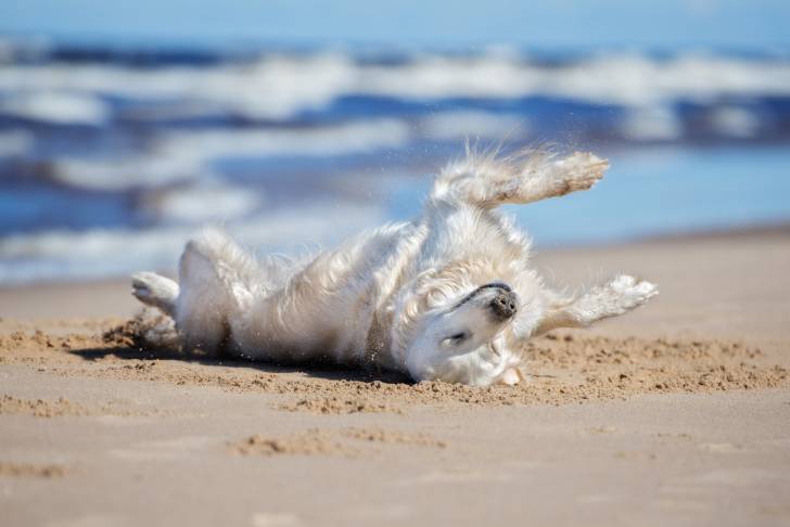 Un Golden Retriever qui se roule dans le sable au bord de la mer