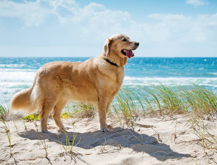 Photo Golden Retriever