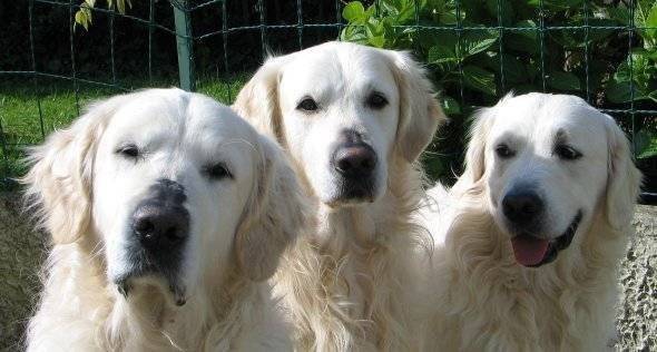 Rhyven,Tayrhon,Draython - Golden Retriever Mâle (1 mois)