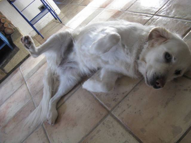 Una bella - Golden Retriever (7 mois)