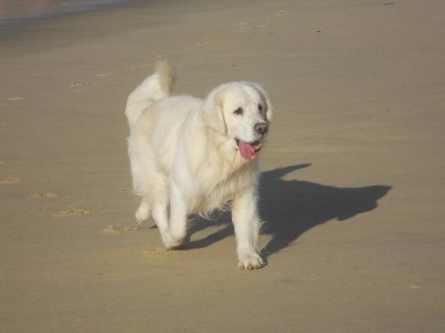 Cartouche - Golden Retriever Mâle (3 ans)