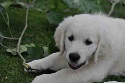 lila - Golden Retriever (1 mois)