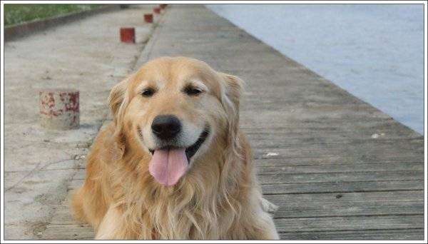 Volcan - Golden Retriever Mâle (6 ans)