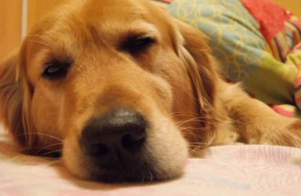 Volcan - Golden Retriever Mâle (6 ans)