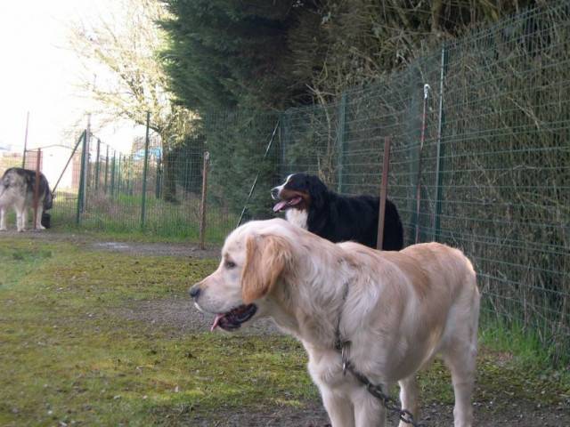daka - Golden Retriever (2 mois)