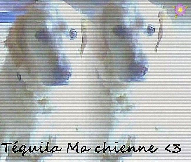 Téquila - Golden Retriever (10 ans)