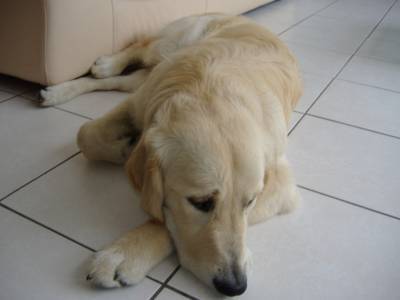 Gao - Golden Retriever Mâle (2 ans)