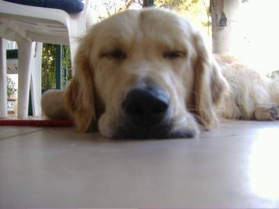 Gao - Golden Retriever Mâle (2 ans)