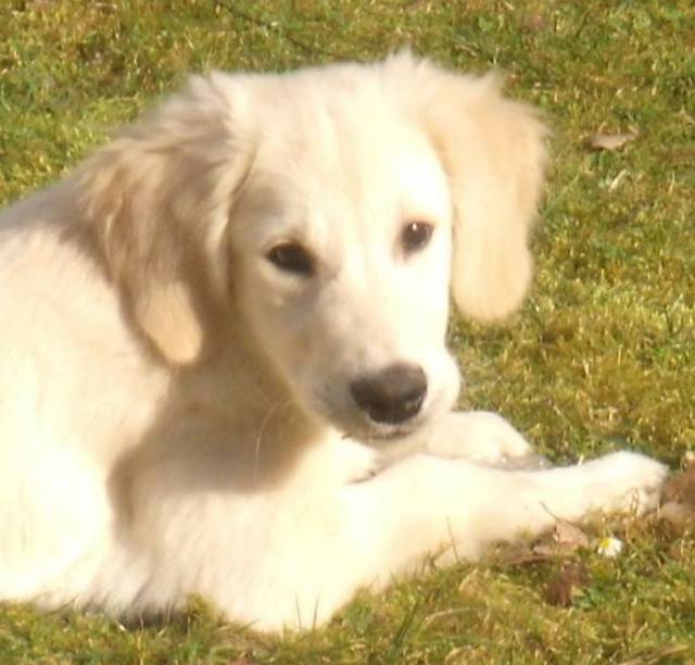 Momo - Golden Retriever Mâle (6 mois)