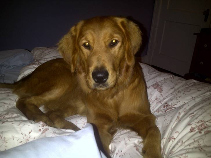 Honey - Golden Retriever (1 an)