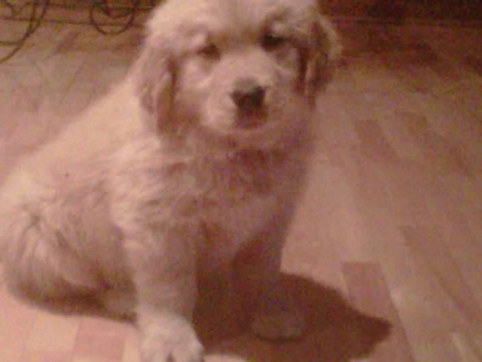Honey - Golden Retriever (1 an)