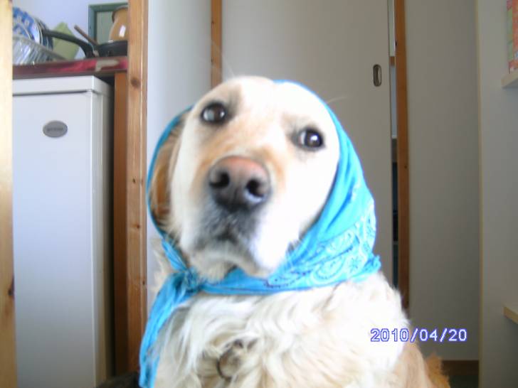Nougatine - Golden Retriever (4 ans)