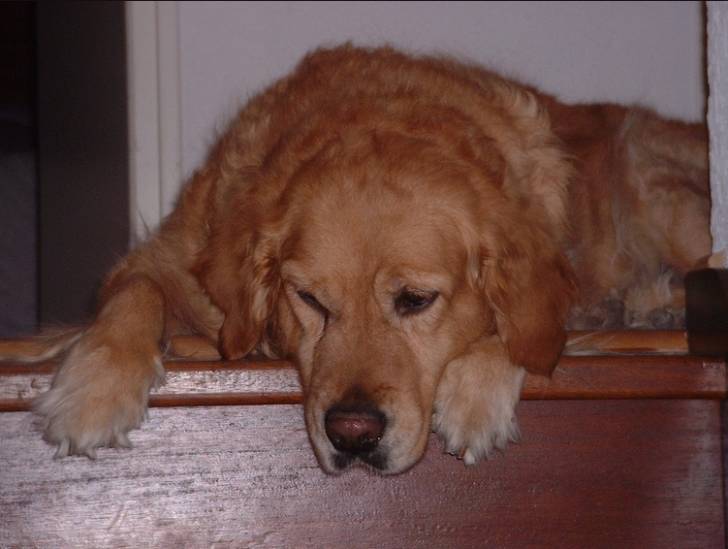 Polka - Golden Retriever (8 ans)