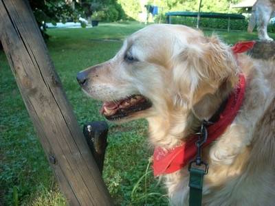 Udine - Golden Retriever (5 ans)