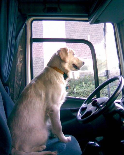 Halley - Golden Retriever (1 an)