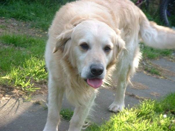 Jake - Golden Retriever Mâle (8 ans)