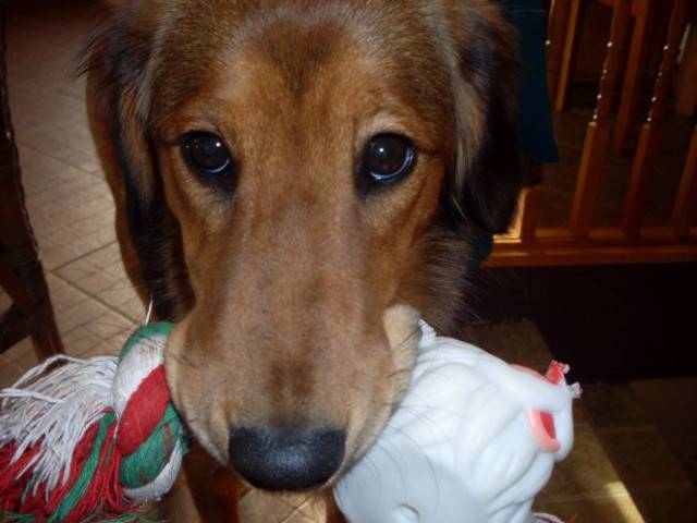 Toupie - Golden Retriever (10 mois)