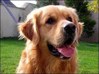 Tobby - Golden Retriever Mâle (1 an)