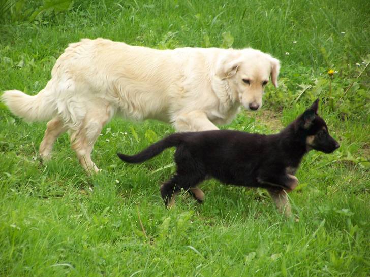 Sarah - Golden Retriever (9 ans)