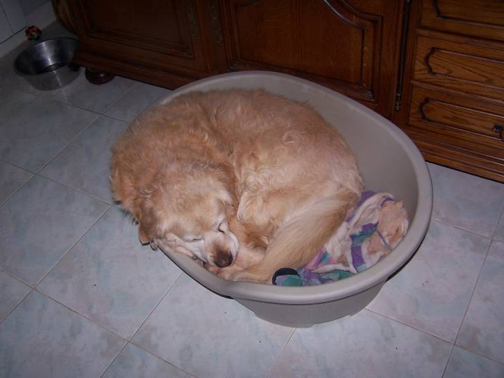 maya - Golden Retriever (13 ans)
